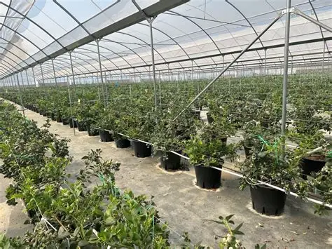 蓝莓视频-种植技术